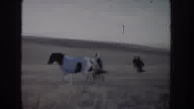 Idaho USA (1955): Wild Horses Running On A Dessert Prairie With Farmers About To