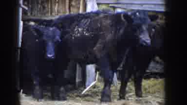 Idaho USA (1955): Herd Of Cattle Walking Out Of The Barn On A Farm