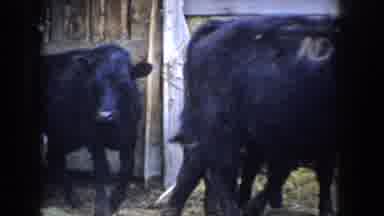 Idaho USA (1955): Many Cows Going To The Pasture To Eat Grass For Later Going Back