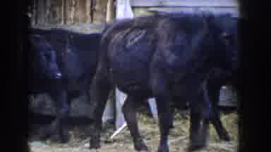 Idaho USA (1955): Herd Of Cows Being Moved To Pasture