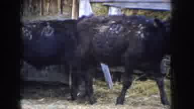 Idaho USA (1955): Livestock Ranch Branding Farm