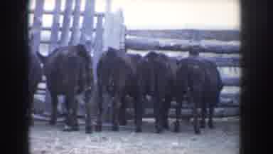 Idaho USA (1955): Herd Of Cattle Grazing In Stockyard Grass