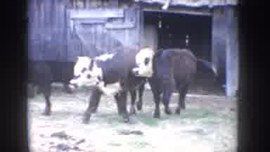Idaho USA (1955): This Farm Has Been In My Moms Family For Years, My Daddy And Her