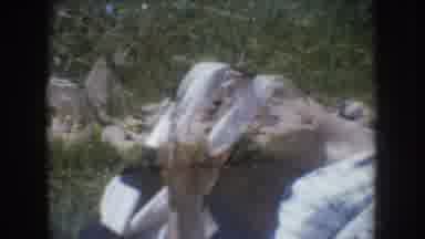 South Dakota USA (1955): The Girl Is Sitting And Seeing Sincerely Someone Thing