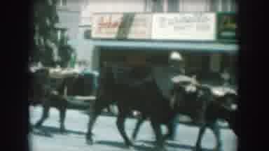South Dakota USA (1956): A Team Of Oxen Pulling A Wagon Down A City Street