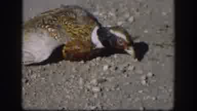 Kansas USA (1958): Man Helping A Badly Injured Penguin Through Its Long Journey
