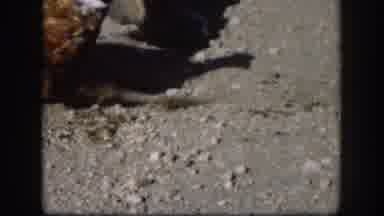 Kansas USA (1958): Grounded Pheasant,Man Wearing Tan Coat Holding Rifle In A Field