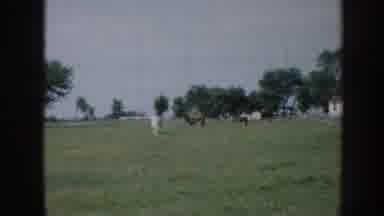 Nebraska USA (1958): Horses Graze In A Green Meadow