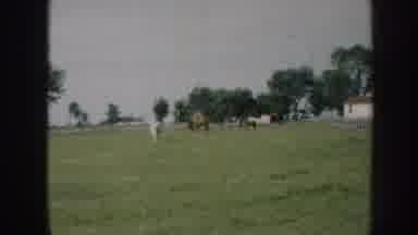 Nebraska USA (1958): Trees, Grassland, Horses, Grazing, Grainy, Farm,
