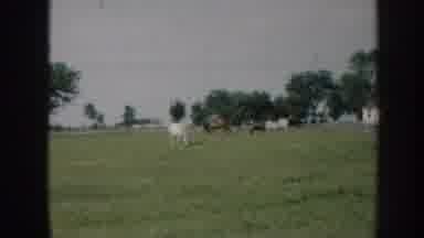 Nebraska USA (1958): Several Horses Grazing In Pasture,Brown Horse Walking Towards