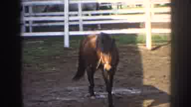 Nebraska USA (1958): Pony Roams Fenced In Coral With Silver Blimp Flying Overhead
