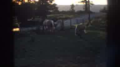 Nebraska USA (1958): Woman Hearing White T-Shirt Taking Care Of Horses In A Farm