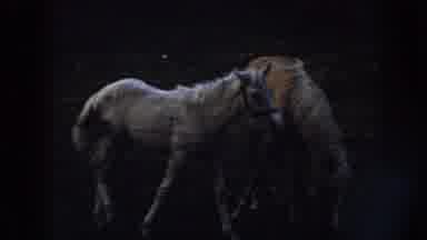 Nebraska USA (1958): Little Boy Waving At Camera While Walking Next To Two Horses