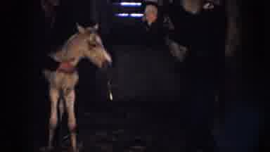 Nebraska USA (1958): The Two Horses Are In The Shed One Is Very Small
