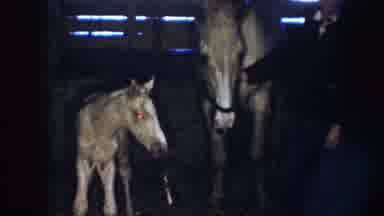 Nebraska USA (1958): Mother And Baby Horse In A Stable With A Keeper