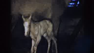Nebraska USA (1958): The Horse Give Birth To The Child The Baby Horse Looking So