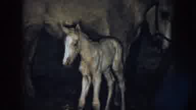 Nebraska USA (1958): The Two Horses Are In The Shed One Is Very Small