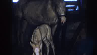 Nebraska USA (1958): Man Standing Behind Baby Horse And Mother Horse In Stable