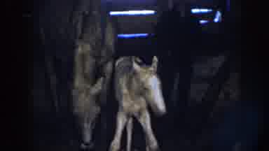 Nebraska USA (1958): Newborn White Colt Wobbly Stands Next To Mother Inside Barn