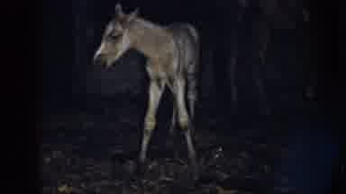 Nebraska USA (1958): Newborn Little Horse And Its Mother Living At The Stable At