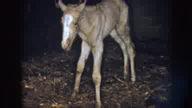 Nebraska USA (1958): Foal Eating Hay