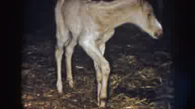 Nebraska USA (1958): Very Young Horse Trying To Get Started On His Own Without Any