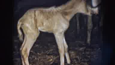 Nebraska USA (1958): A Newborn Foal With Its Mother In A Barn
