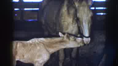 Nebraska USA (1958): A Well-Kept Animal Is Very Pleased To See Especially If You