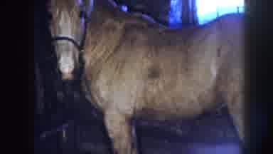 Nebraska USA (1958): One Person Capturing Horse By Using Camera And One Horse Is