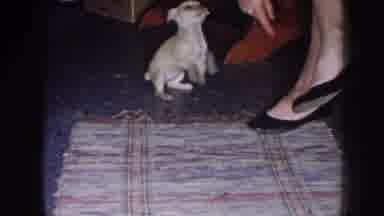 Nebraska USA (1958): The Dog Is One Of The Domestic Animal And Also Pet Animal