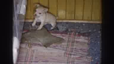 Nebraska USA (1958): Puppy Running Towards Smiling Boy