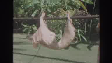 Hawaii USA (1961): Island People Standing Around Pig Roasting