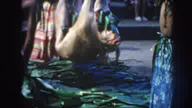 Hawaii USA (1961): Dead Pig Being Made Ready To Cook