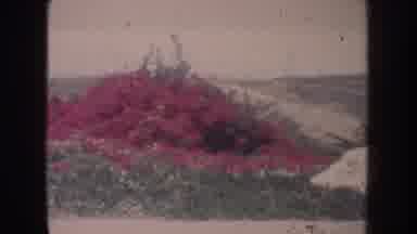California USA (1962): Panoramic Of A Leafy Vegetable Landscape