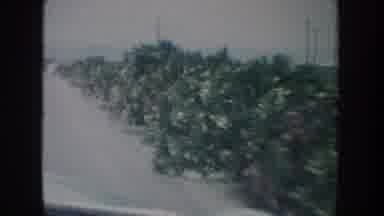 California USA (1962): Road Lined With White Flower Bushes People Gathering