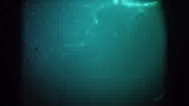 California USA (1962): Sharks Swimming Under The Sea