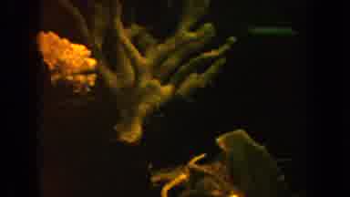 California USA (1962): Example Of A Low Lighted Video Recording Of A Fish Tank