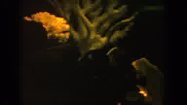 California USA (1962): Fishes Was Swimming