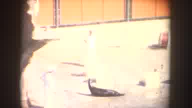California USA (1962): The Penguin Was Showing Circus In The Zoo