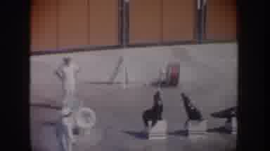 California USA (1962): Three Seals On White Blocks Tossing White Ball On A Sunny