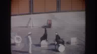 California USA (1962): Presentation At A Water Park Shows A Seal Riding On A