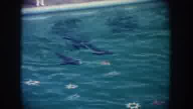 California USA (1962): Swimmers, Water, Outside, Pool, Flowers, Wet, Mermaid,