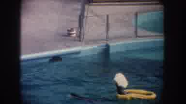 California USA (1962): An Animal Pulling A Floaty Through A Pool And The Pool
