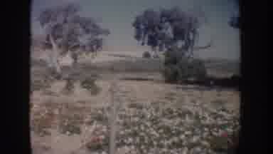 California USA (1962): An Outdoor Garden With Multicolor Flowers Surrounded By