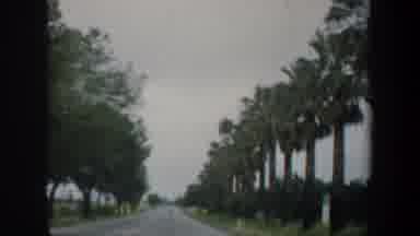 San Francisco California USA (1957): Road Showing Tress,Sheep Roaming
