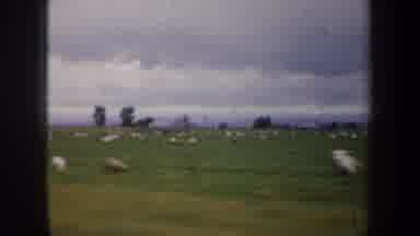 San Francisco California USA (1957): Riding A Car On A Sheep And Sheep Farm