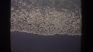 San Francisco California USA (1957): The Girl Is Talking Near The Biggest And
