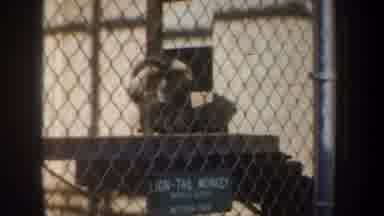 San Francisco California USA (1957): Various Films Of Monkeys In Cages Interacting