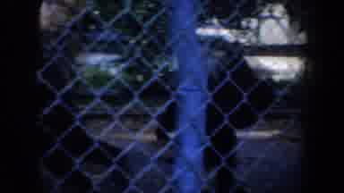 SAN FRANCISCO CALIFORNIA USA-1957: Monkey in Chain-Link Cage Enclosure