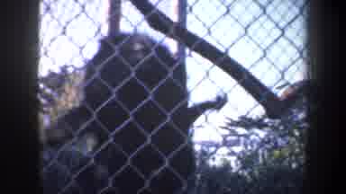 San Francisco California USA (1957): Monkeys Roaming In Their Cage At The Zoo